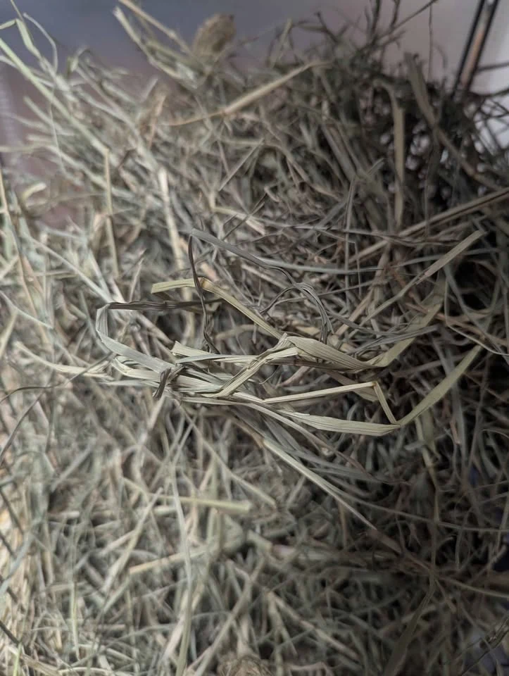A detail photograph of our hay